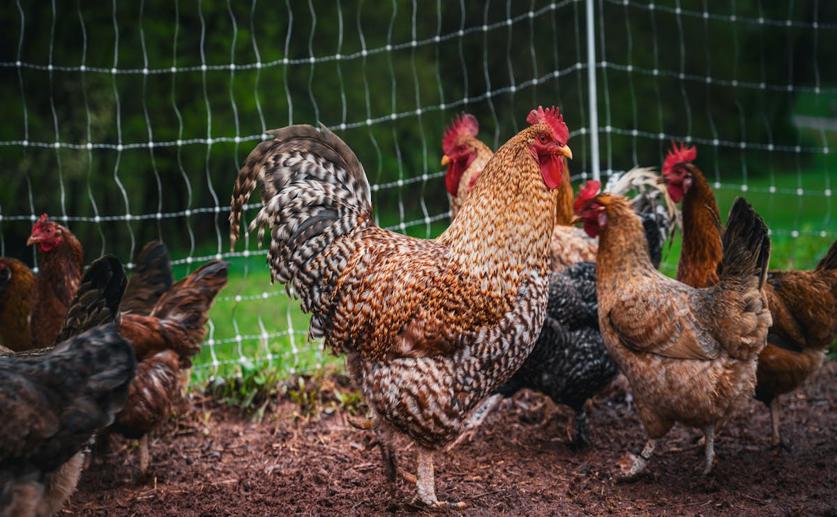 Lemongrass Extract Boosts Health and Performance in Chickens