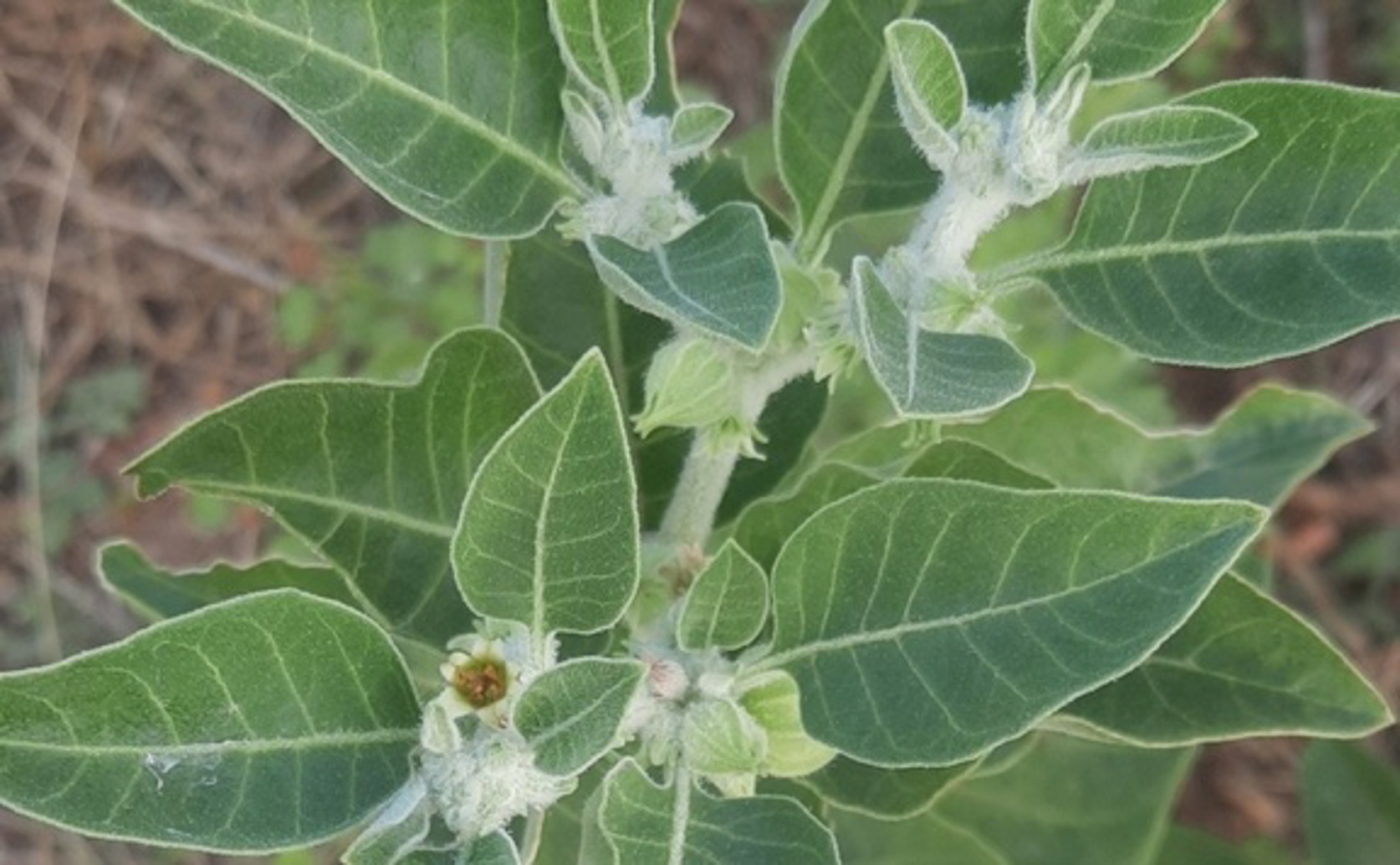 Short-Term and Long-Term Safety of Ashwagandha Root Extract in Lab Studies