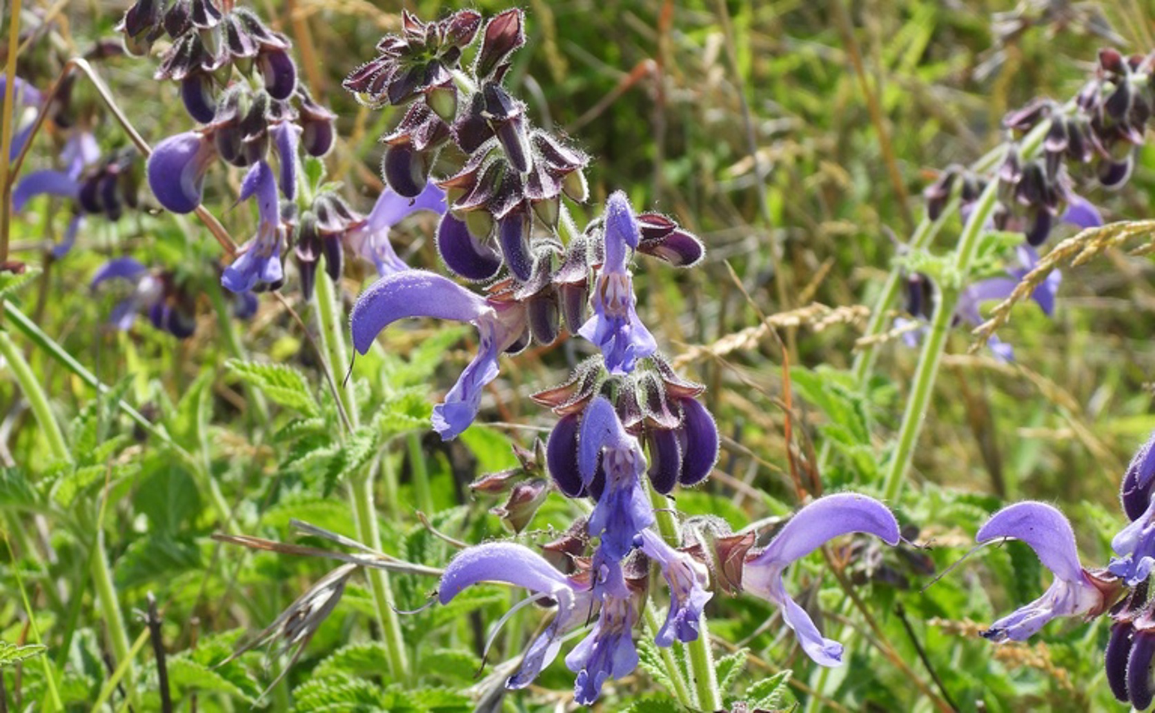 How Salvia Root Extract Helps Prevent Heart Cell Death in Heart Failure
