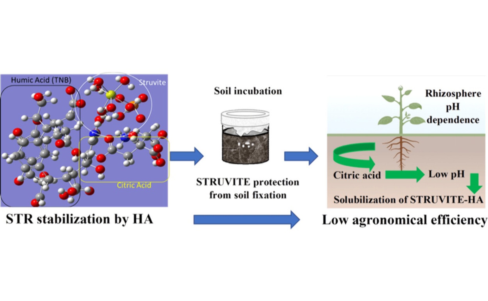 How Struvite and Humic Acid Affect Fertilizer Efficiency in Nonacidic Soil