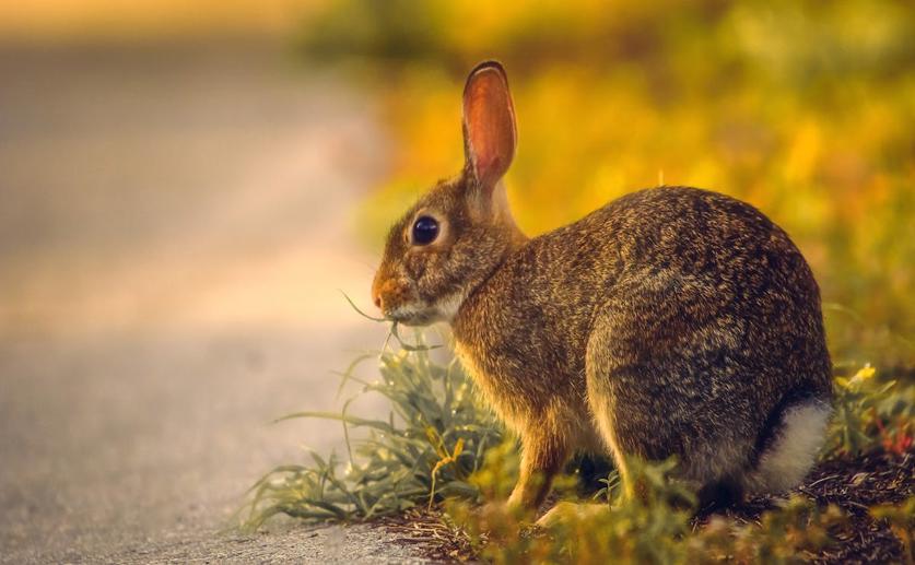 Guava Leaf Extract Boosts Growth, Nutrition, and Immunity in Young Rabbits