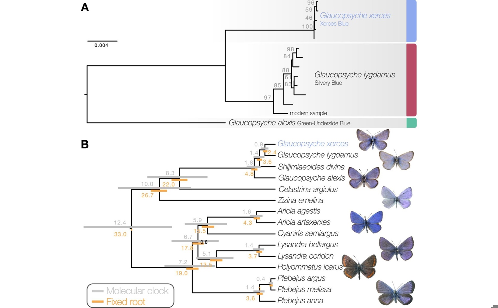 Genomes from Extinct Butterflies Can Help Identify Declining Insect Species