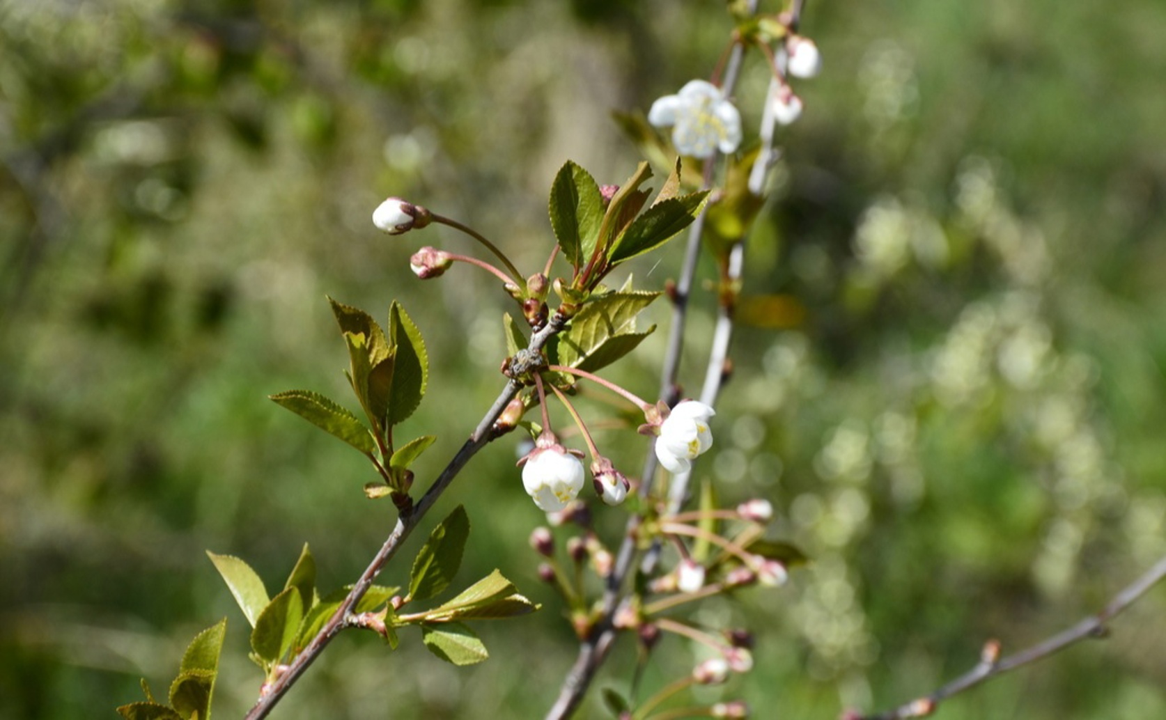 Mapping Disease Resistance Genes in Sour Cherry