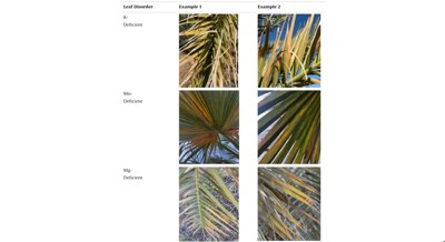 Detecting and Classifying Diseases in Date Palm Leaves Using Data Analysis