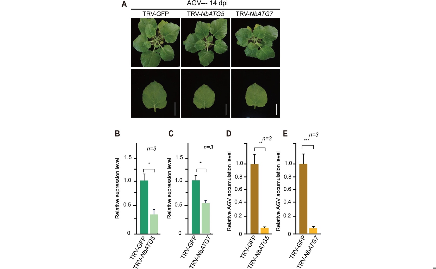 Hidden Plant Virus Boosts Plant Defenses and Activates Self-Cleaning Mechanism
