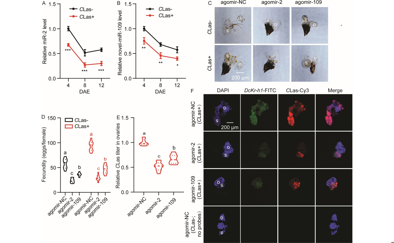 How Certain MicroRNAs and Microbes Boost Reproduction in Citrus Pests