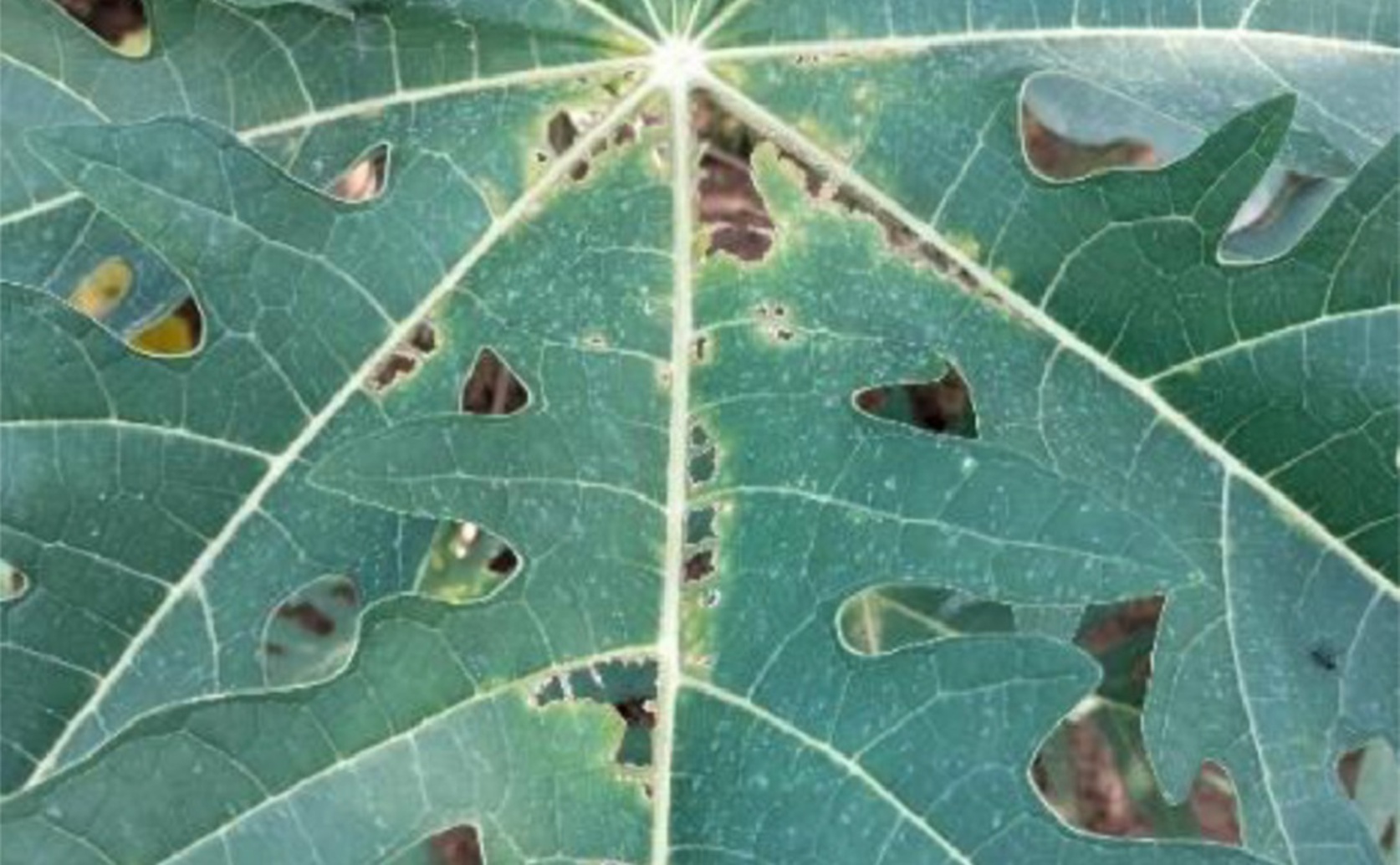 Papaya Leaf Dataset for Disease Detection and Analysis