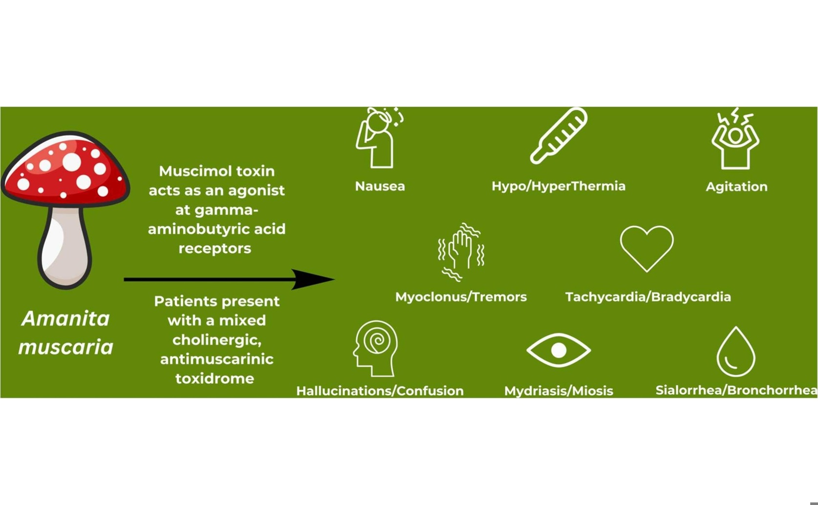 Brain Toxicity Linked to Popular Medicinal Mushroom Supplement: A Case Report