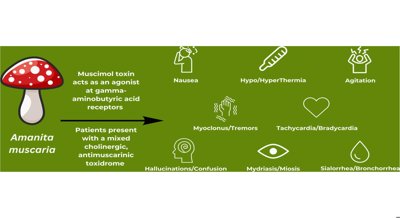 Brain Toxicity Linked to Popular Medicinal Mushroom Supplement: A Case Report