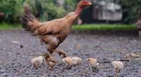 Preventing and Treating Chicken Parasite Infections with Rosemary Extract