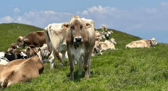 Testing AI Against Traditional Models for Predicting Cattle Feed Efficiency
