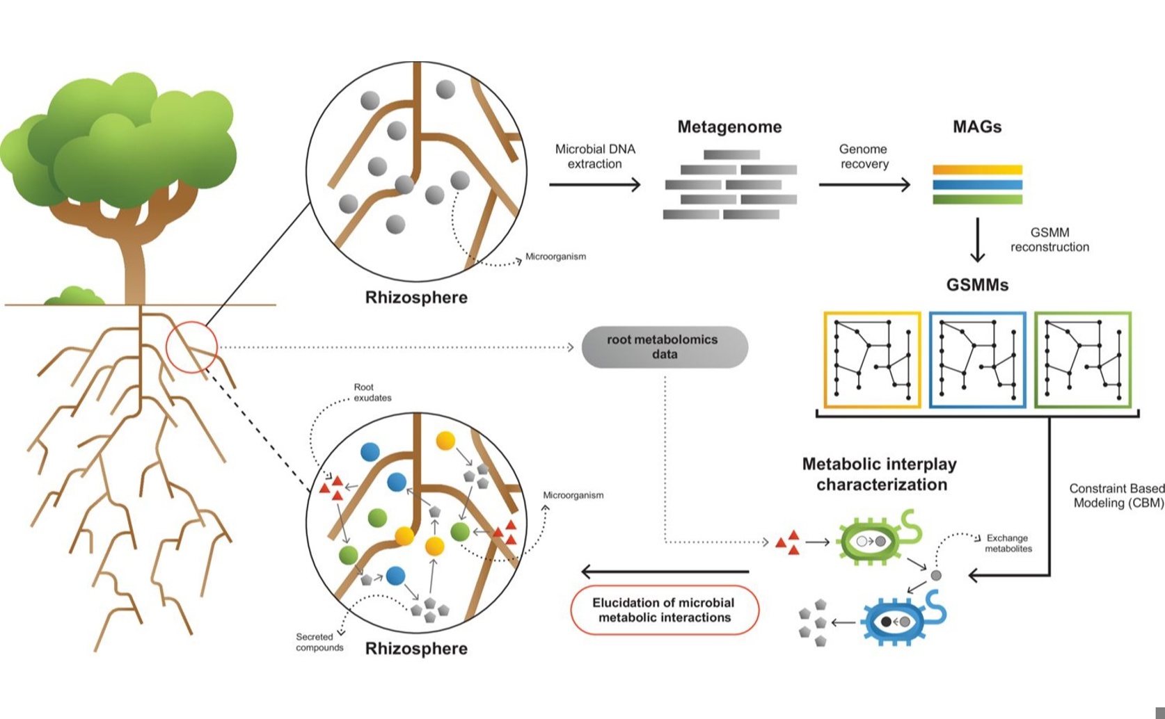 Predicting Nutrient Interactions in Crop Plant Soil Using Metabolic Models