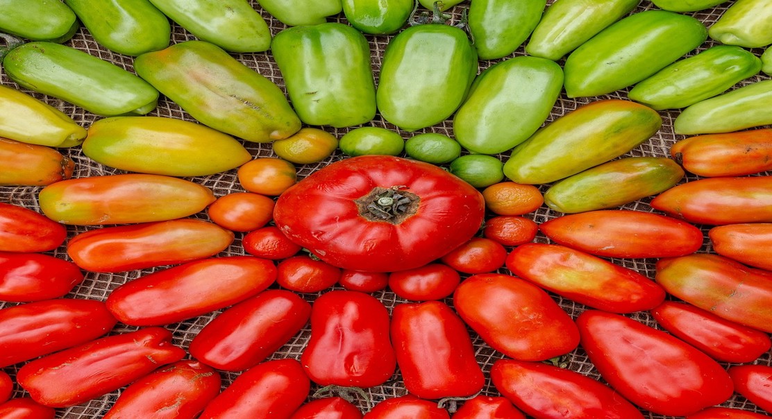 Organic Food During Pregnancy and Child Neurodevelopment