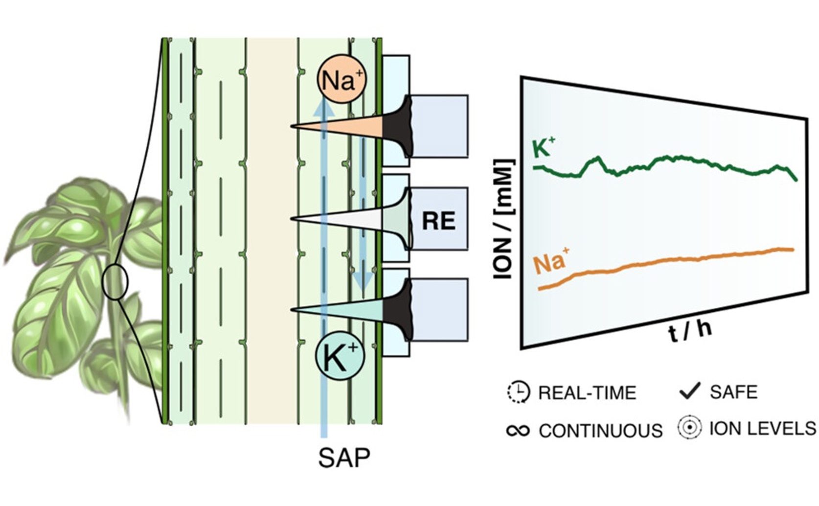 Tracking Potassium and Sodium in Living Plants with a Tiny Sensor
