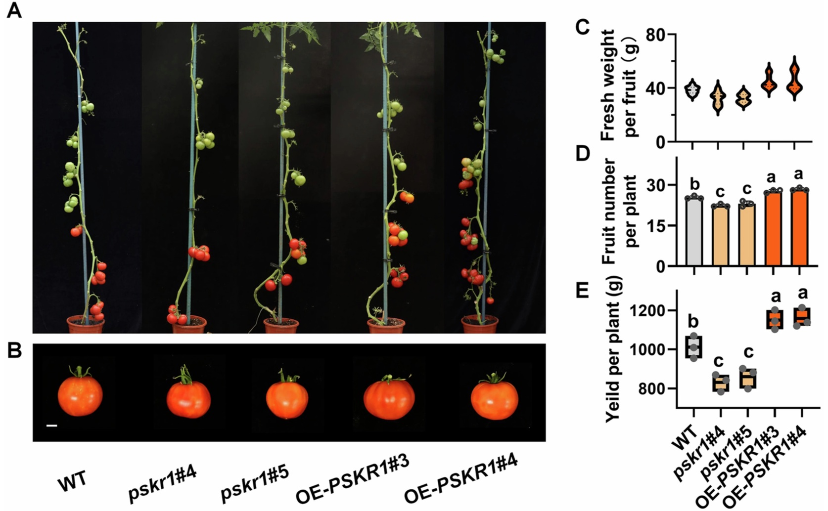 New Protein Interaction Boosts Growth and Defense in Tomato Plants