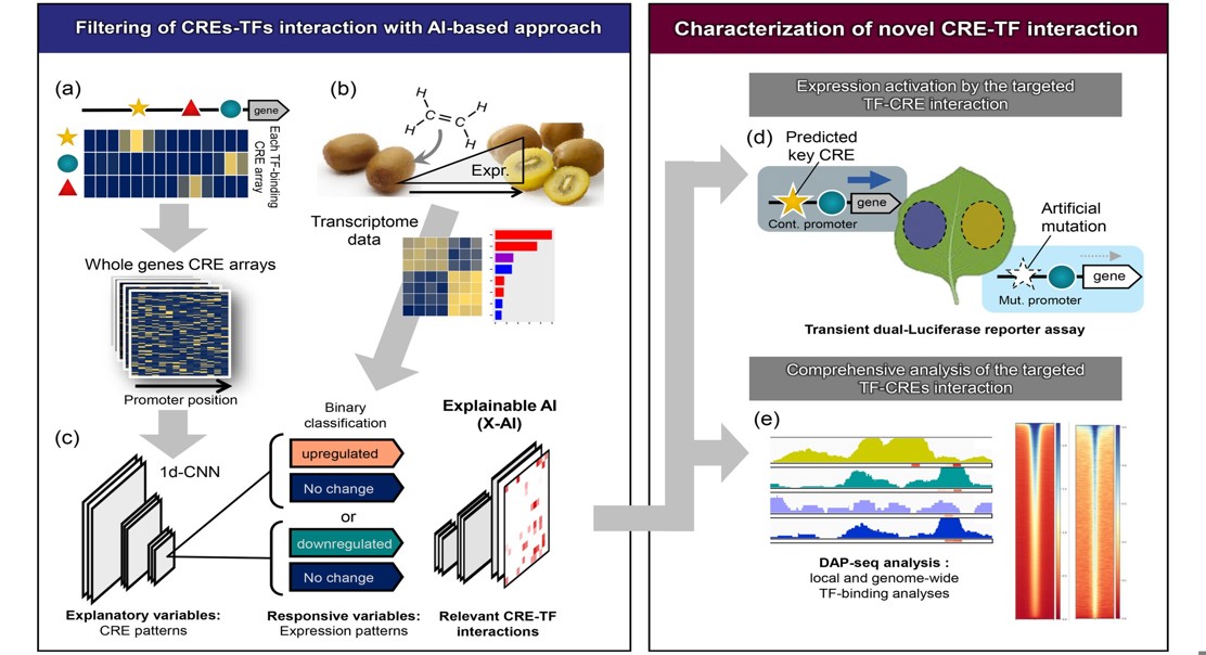 Understanding How Kiwifruit Ripens: Key Genetic Networks Revealed