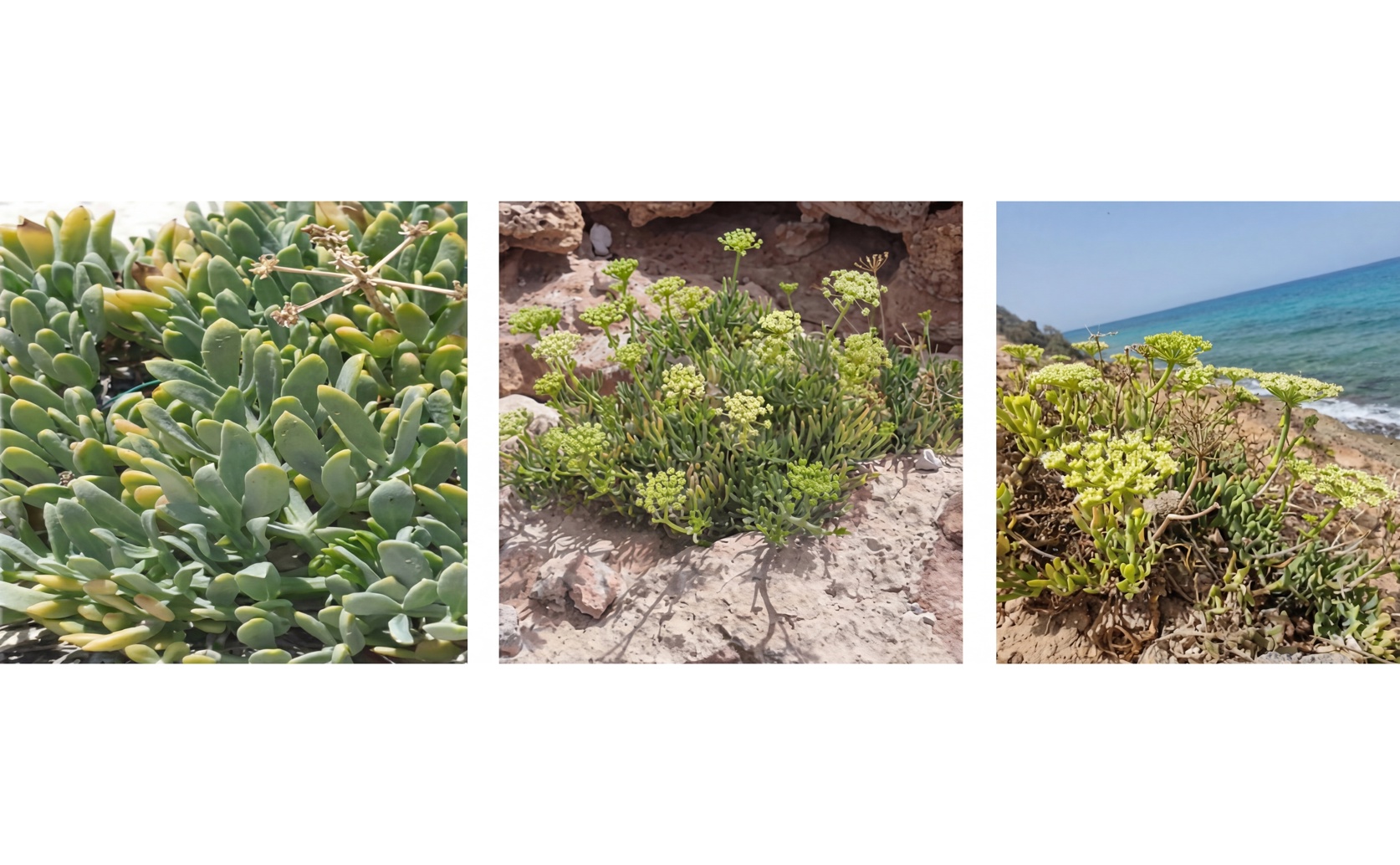 Health Benefits and Chemical Makeup of Sea Fennel Essential Oils: A New Study