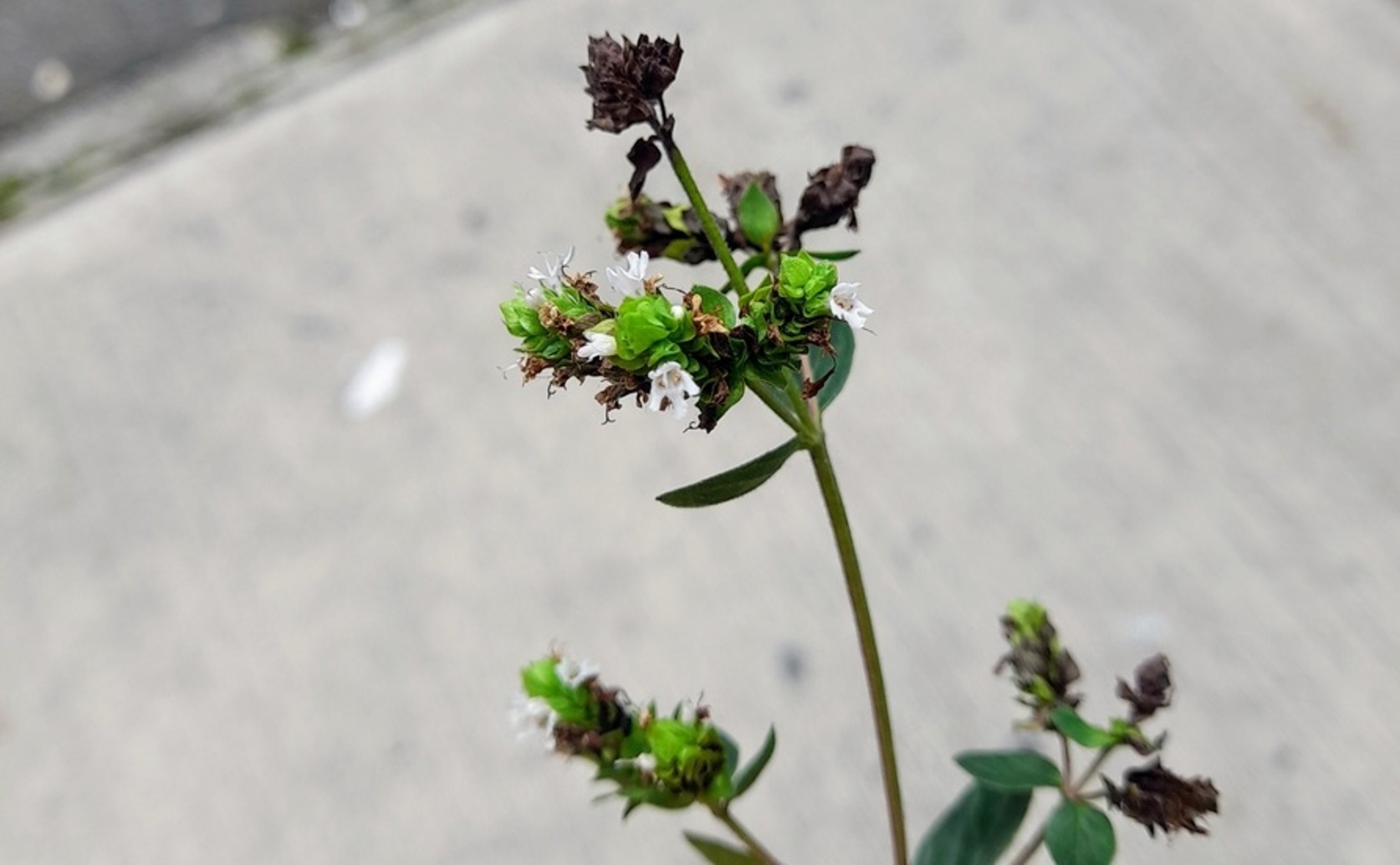 How Natural Light Intensity Affects Antioxidants and Essential Oils in Marjoram