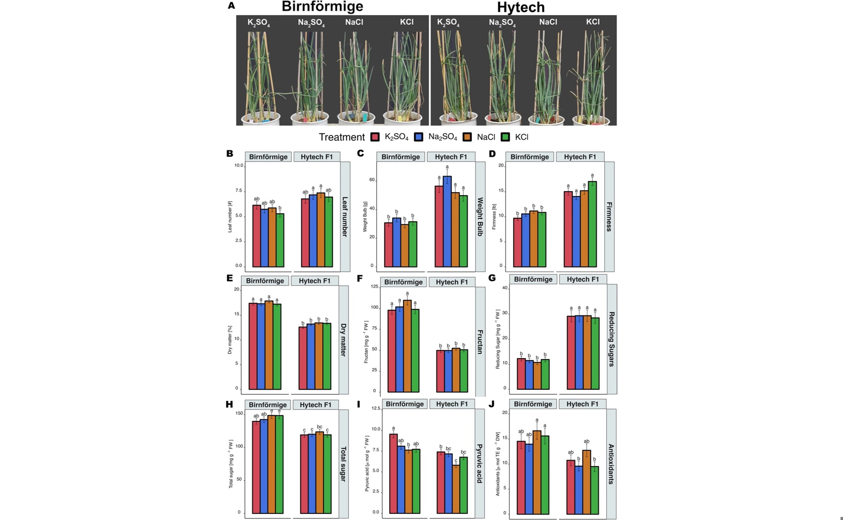 How Onion Plants Respond to Different Salt Levels