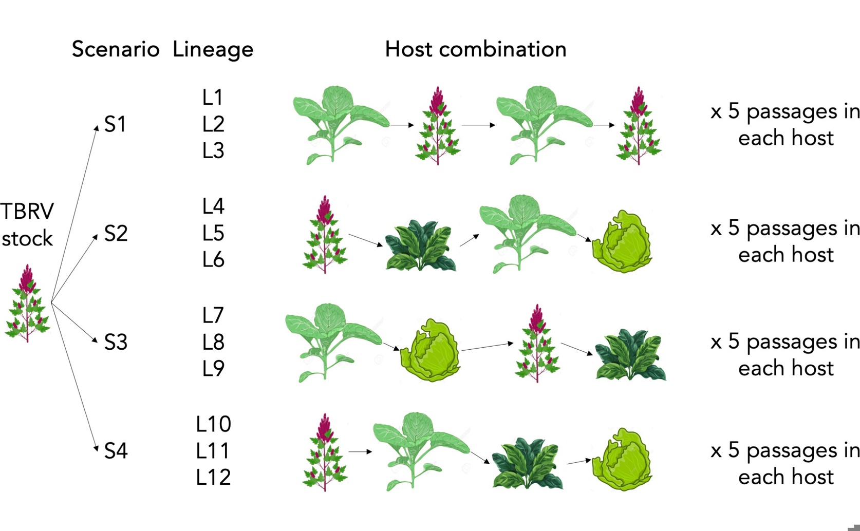 Spread and Changes of Tomato Virus during Plant-to-Plant Transmission
