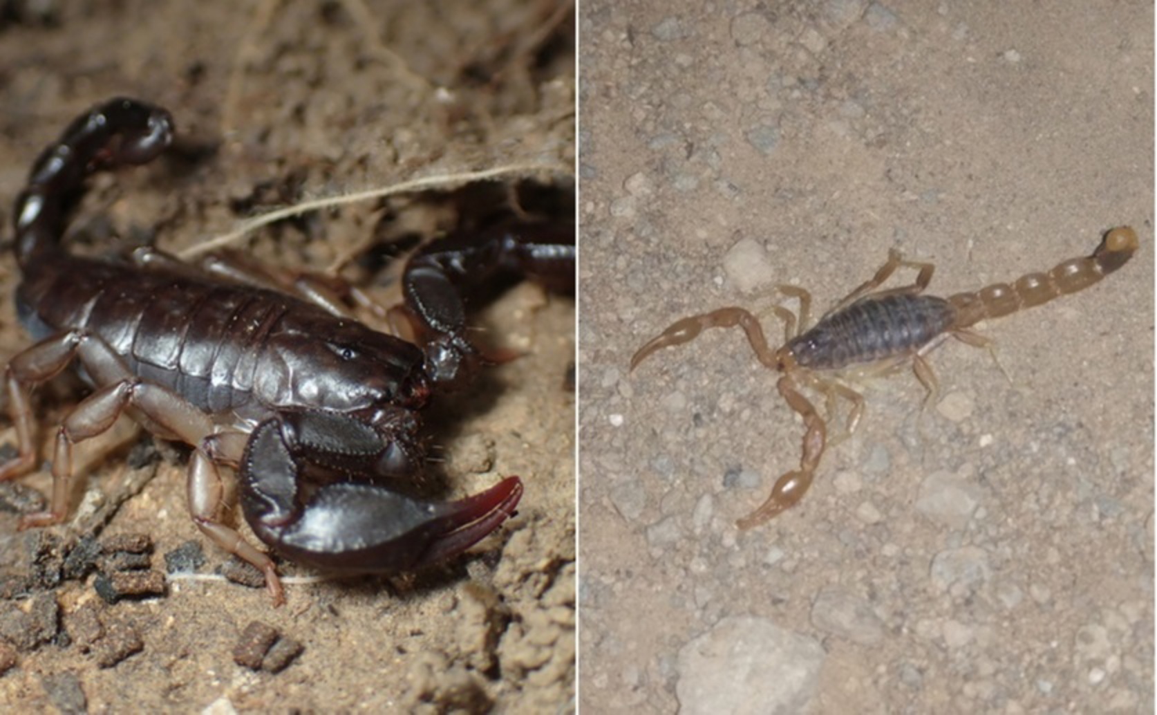 How Female Scorpions Choose Shelters Based on Size and Smell