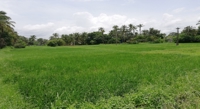 Breeding Drought-Resistant Rice with Advanced Genetics
