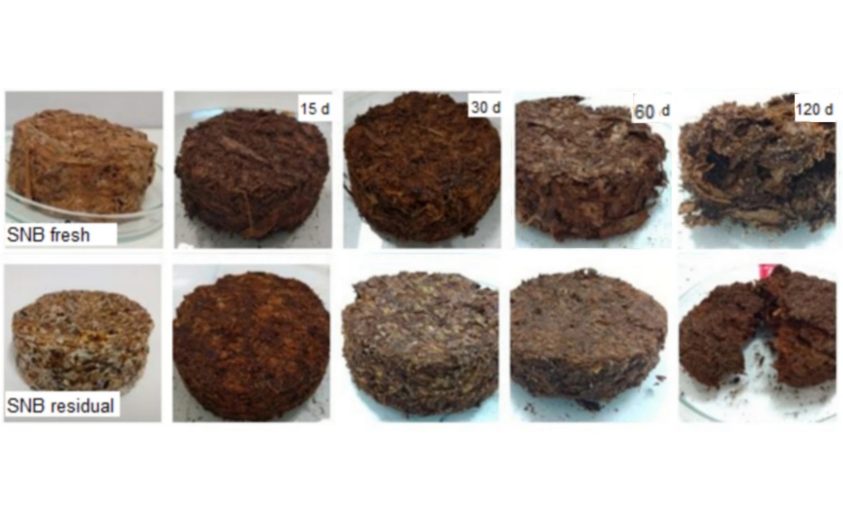 Eco-Friendly Mushroom Farming and Biocomposites Using Brewery and Farm Waste