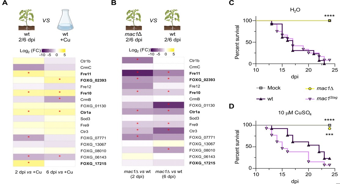 Copper Is Crucial for Plant Infection and Spread in Root-Damaging Fungal Disease