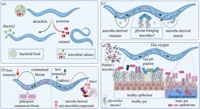 Exploring How Gut Bacteria Interact With Their Hosts