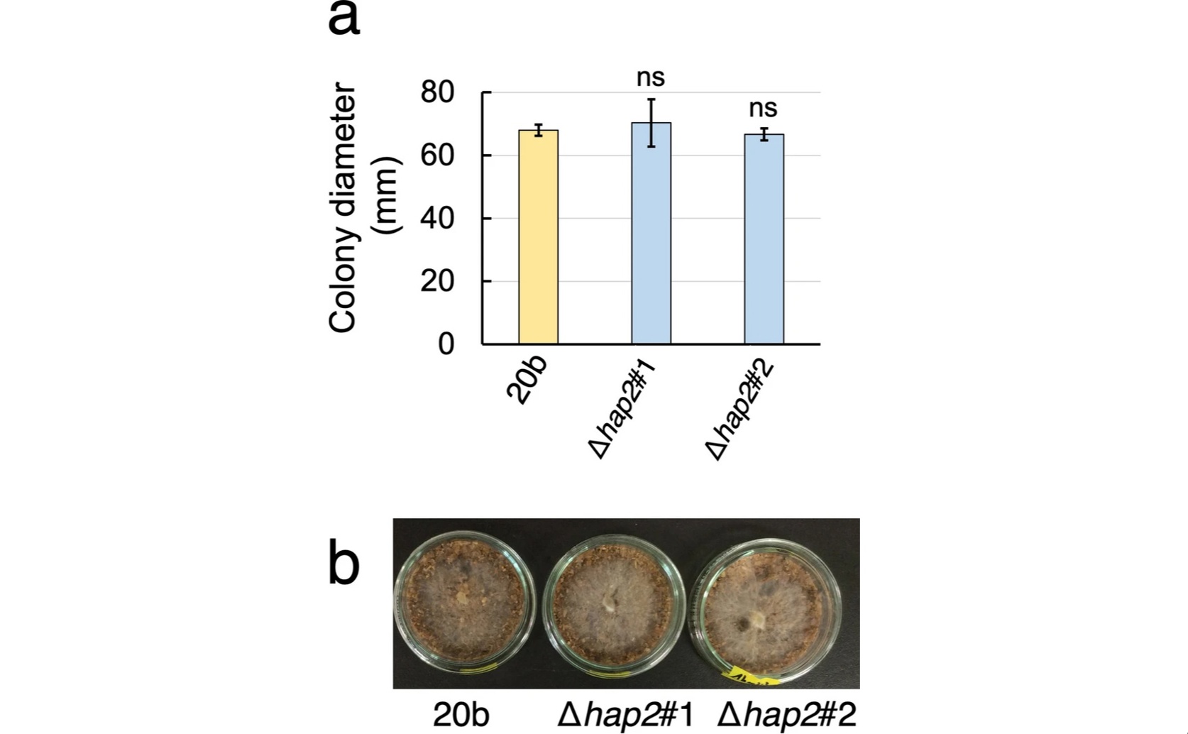 How Deleting a Specific Gene Affects Mushroom Growth on Plant-Based Materials