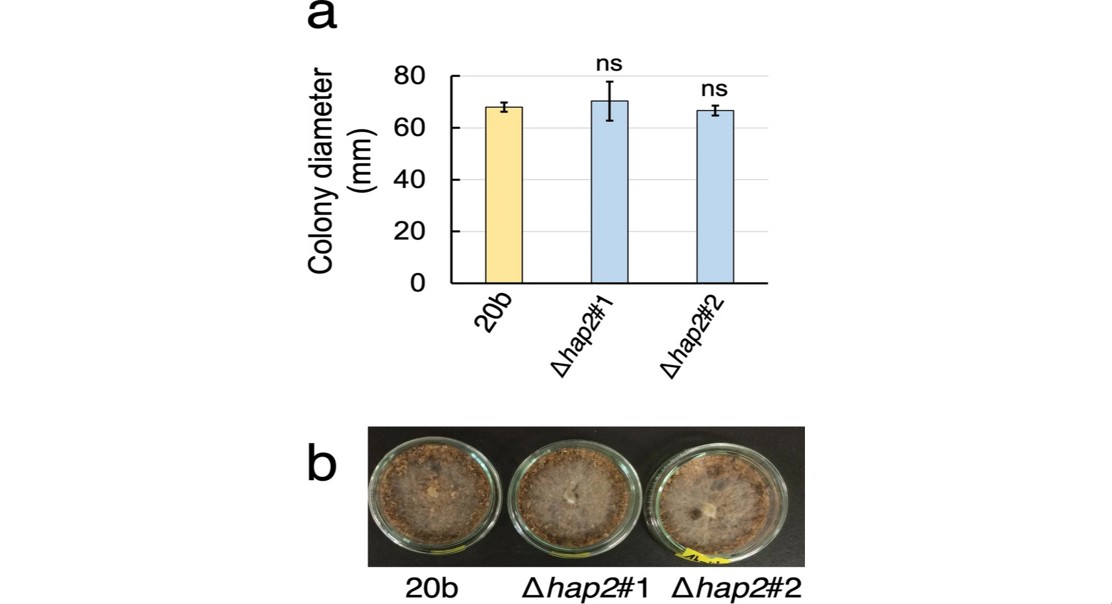How Deleting a Specific Gene Affects Mushroom Growth on Plant-Based Materials