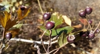 Hawthorn Plant Parts: Their Health and Antibacterial Benefits
