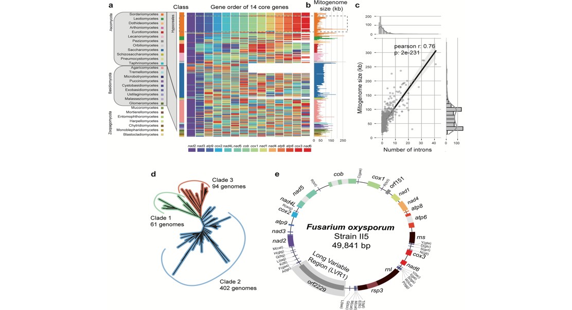 Frequent Genetic Exchanges Uncovered in Fungal Plant Pathogen Study