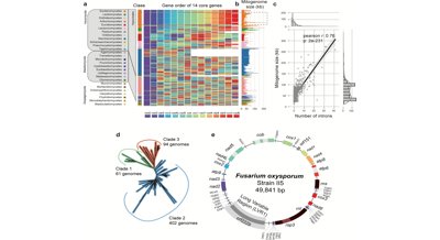 Frequent Genetic Exchanges Uncovered in Fungal Plant Pathogen Study