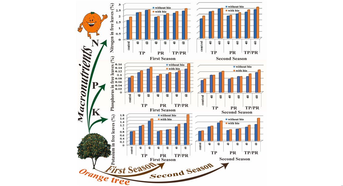 Evaluating Mineral and Bio Phosphorus Fertilization on Orange Tree Productivity