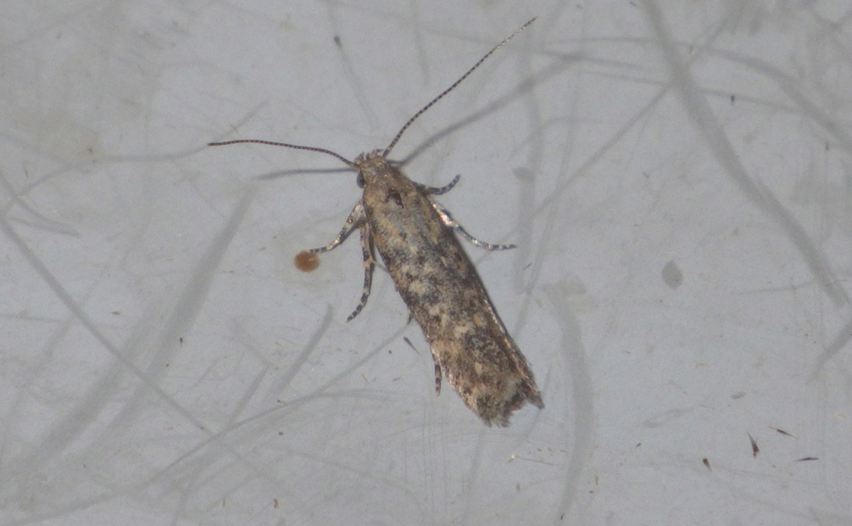 How Different Tomato Varieties Affect Tomato Leaf Miner Response