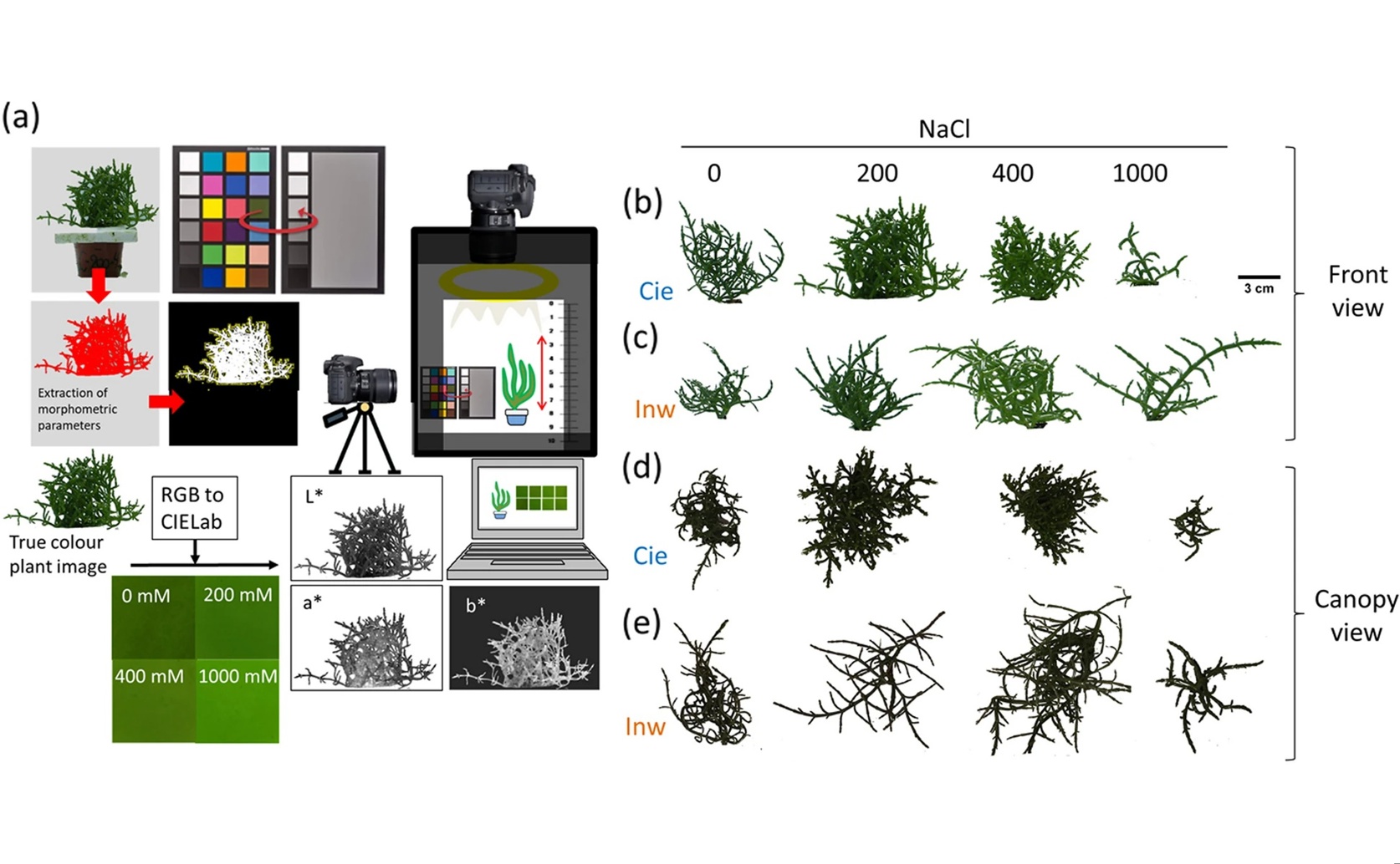 Using Computer Vision to Predict Biomass of Salt-Tolerant Plants