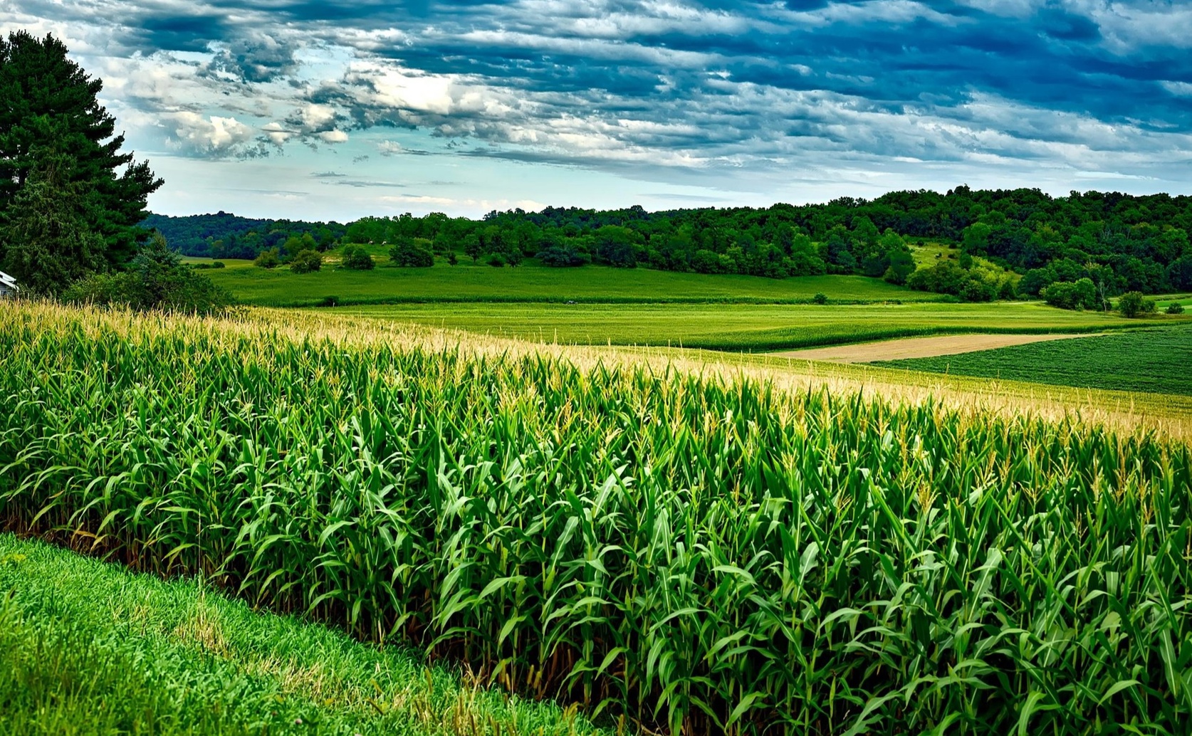 How Herbicides Affect Conservation Tillage Adoption by Corn and Soybean Farmers