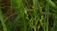Safeguarding a Rare Plant in Changing Climates and Lands