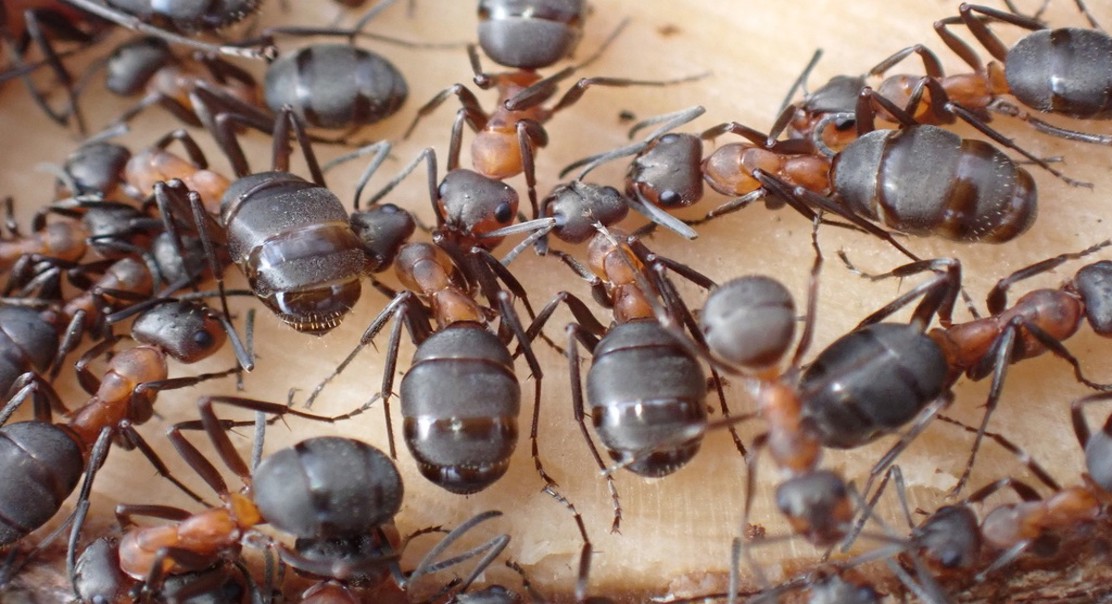 Fungus Fighters: How Ants and Their Microbes Protect Plants from Harmful Fungi