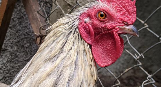 Uncovering How Ethiopian Local Chickens Adapt Naturally