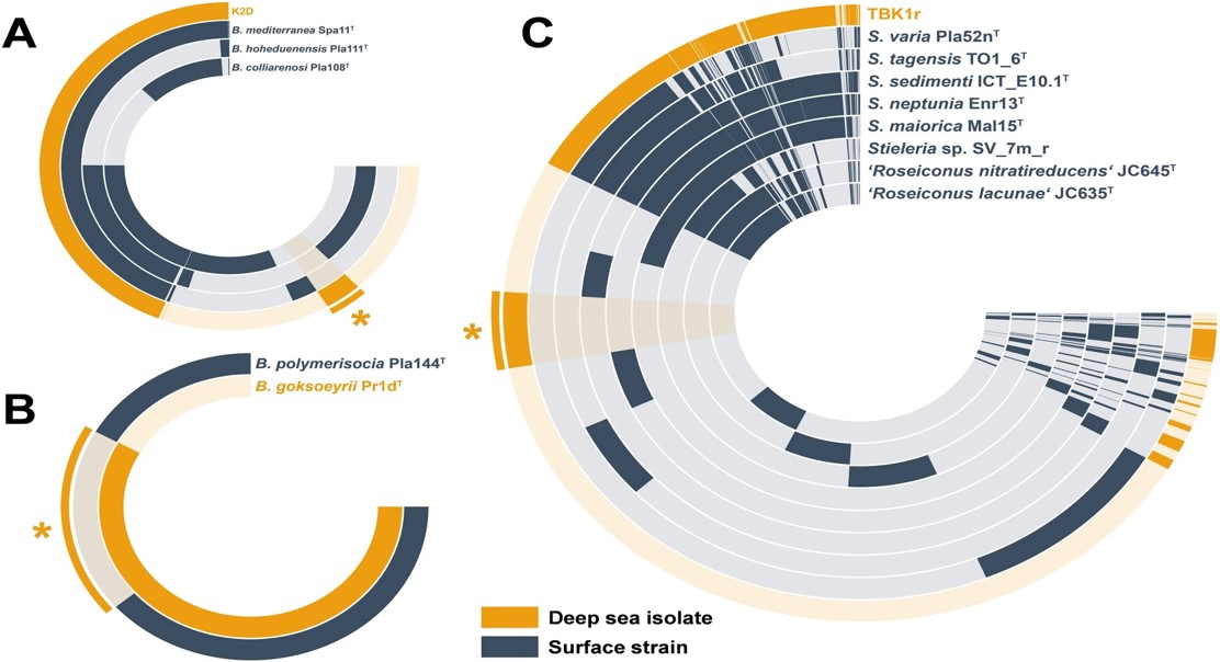 Genomic Comparison of Oxygen-Loving Bacteria from Deep Sea and Ocean Surface