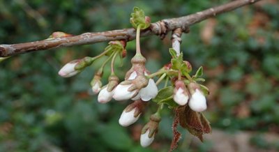Population Dynamics of Root Parasitic Nematodes Affecting Sweet Cherry Trees