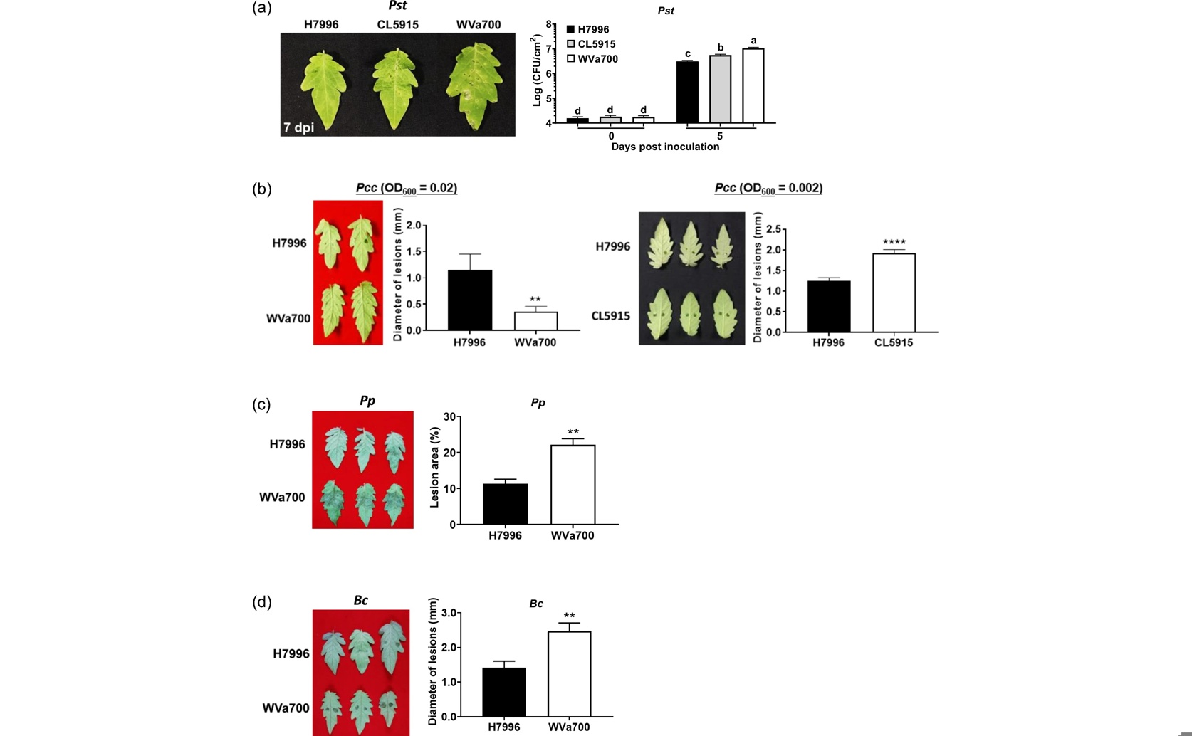 Tomato Plant Immunity Levels Linked to Resistance Against Bacterial Wilt Disease