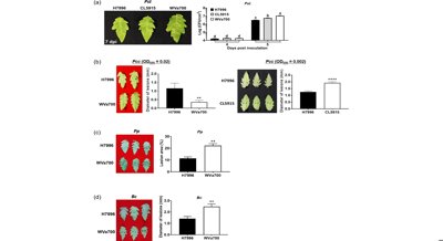 Tomato Plant Immunity Levels Linked to Resistance Against Bacterial Wilt Disease