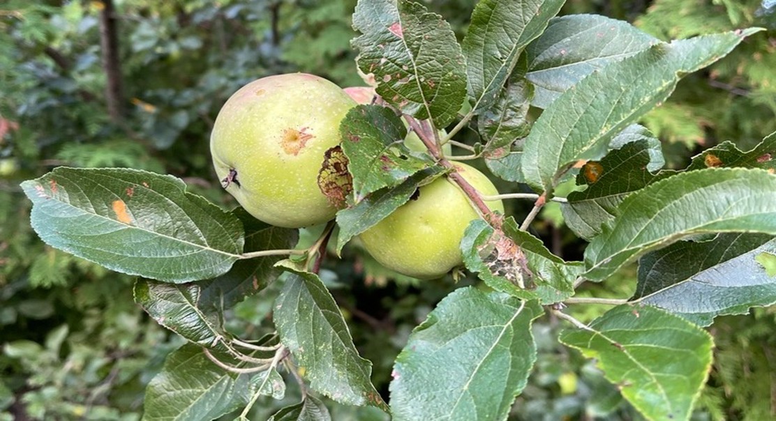 How Apple Pomace in Diets Affects Jumbo Quail Health