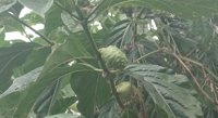 Using Noni Leaves to Create Zinc and Silver Nanocomposites for Medical Use