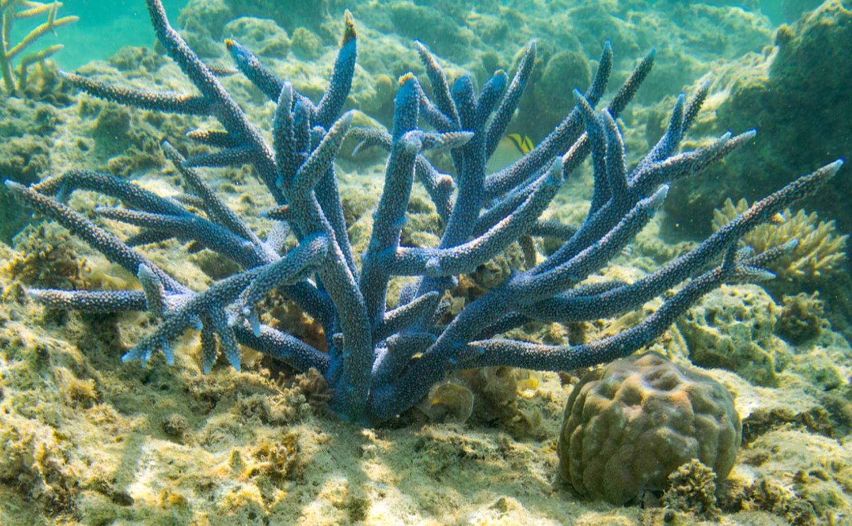 How Virus Diversity and Function Impact Coral Bleaching