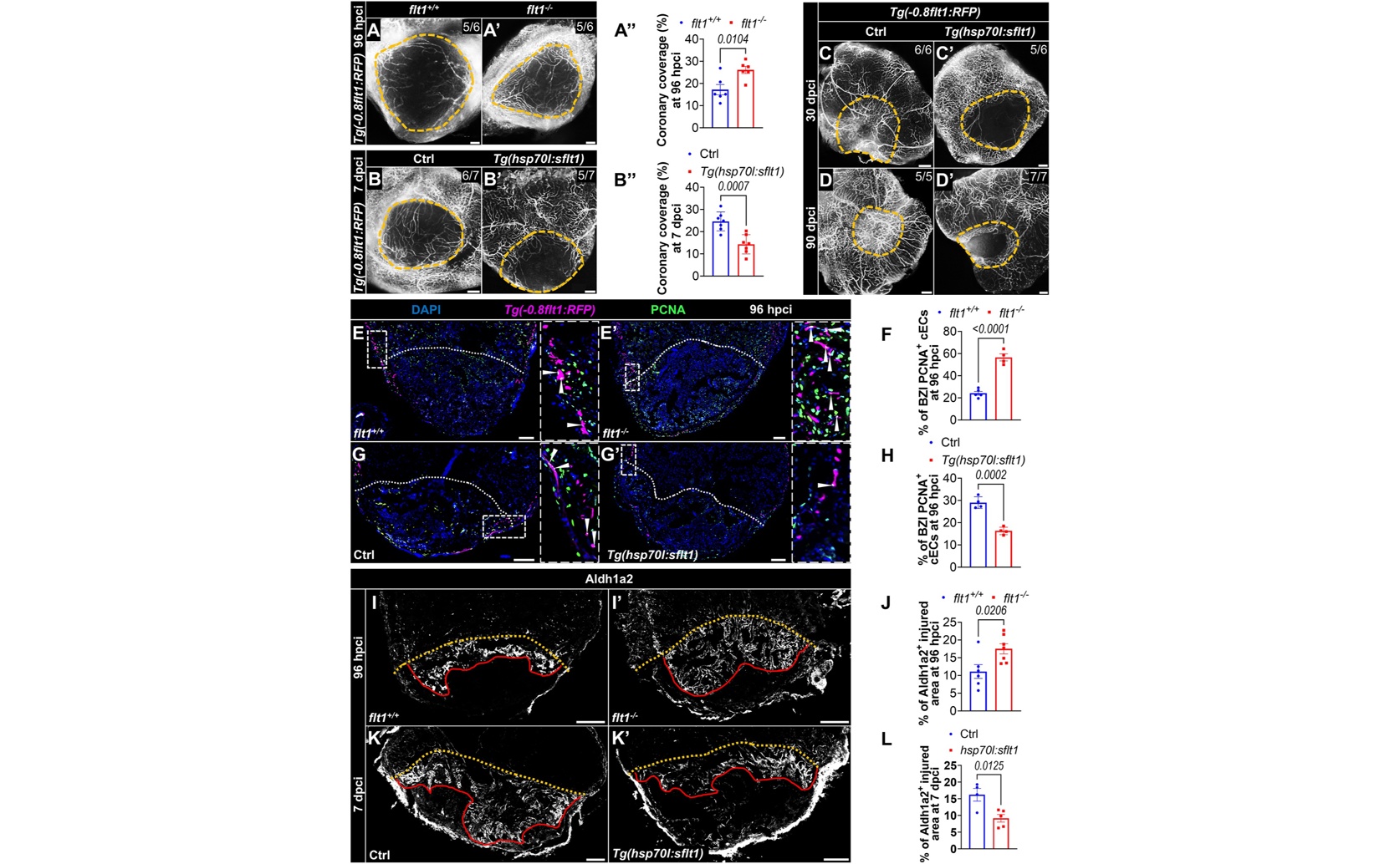 Boosting Heart Healing by Enhancing Blood Vessel Activity and Reducing Scarring