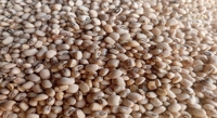 Eating More Beans Leads to Healthier Diets and Weight Loss
